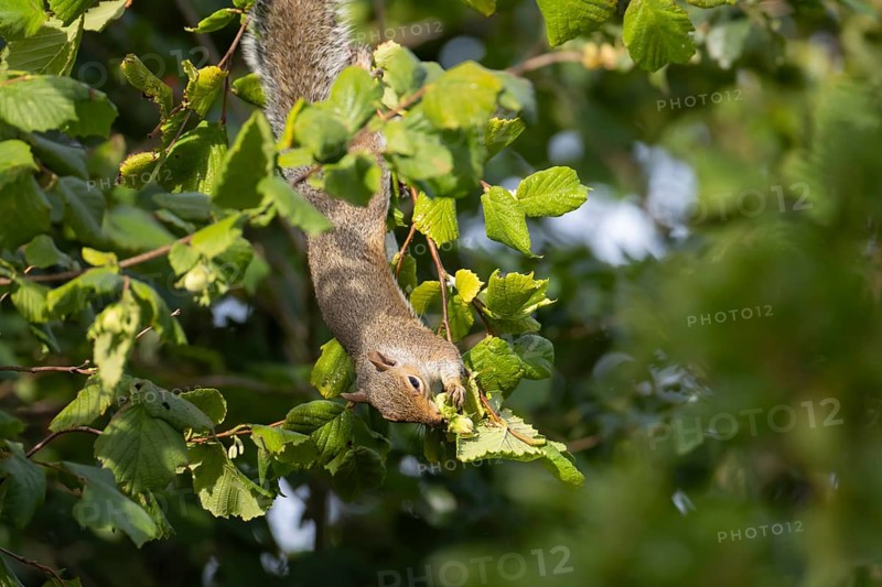 Grey squirrel (Sciurus carolinensis) adult animal feeding on hazel nuts in a tree in autumn, England, United Kingdom
