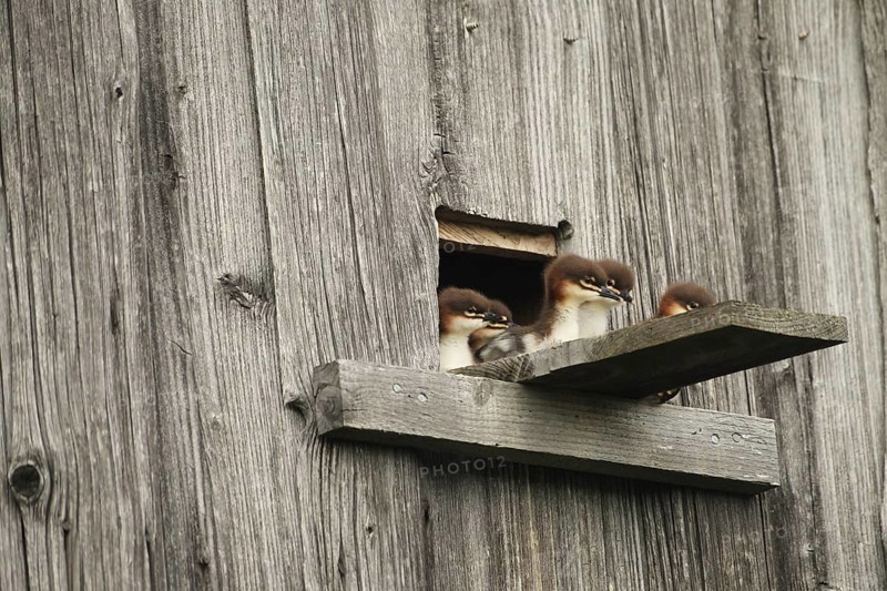 Goosander (Mergus merganser) one day old fledglings at the breeding den in a field barn, a few seconds in front of jumping into the deep, Allgäu, Bavaria, Germany, Allgäu, Bavaria, Germany