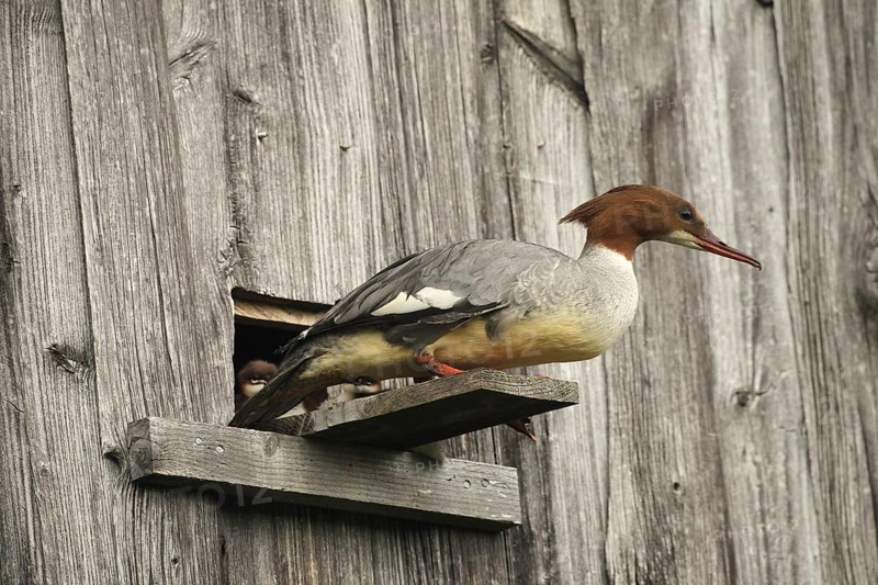 Goosander (Mergus merganser) female at the breeding den in a field barn, a few seconds in front of jumping into the deep, Allgäu, Bavaria, Germany, Allgäu, Bavaria, Germany