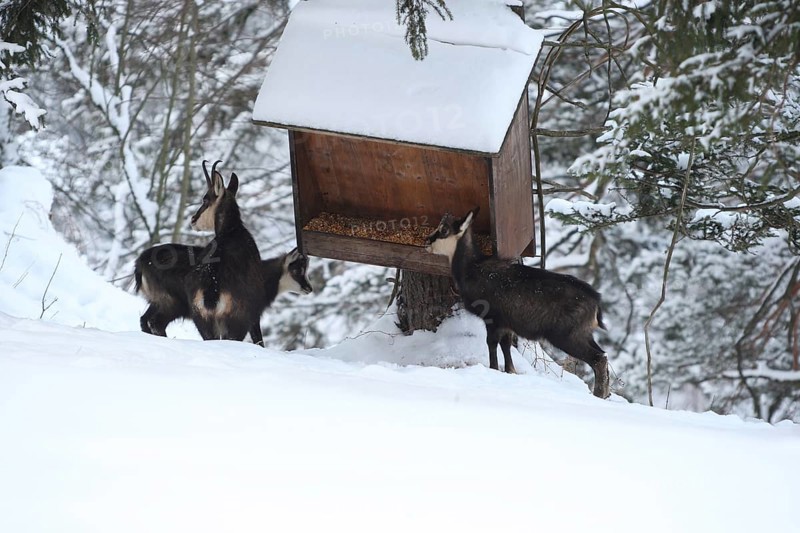 Chamois (Rupicapra rupicapra) or chamois, goat with two fawns feeding in the mountains, Kalkalpen National Park, Upper Austrian Prealps, Austria, Upper Austrian Prealps, Austria