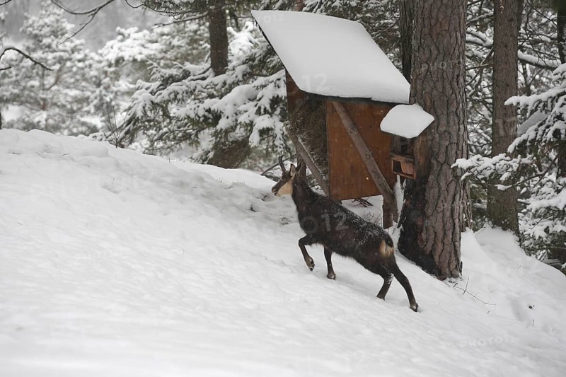 Chamois (Rupicapra rupicapra), also known as Gams, goat, feeding in the mountains, Kalkalpen National Park, Upper Austrian Prealps, Austria, Upper Austrian Prealps, Austria