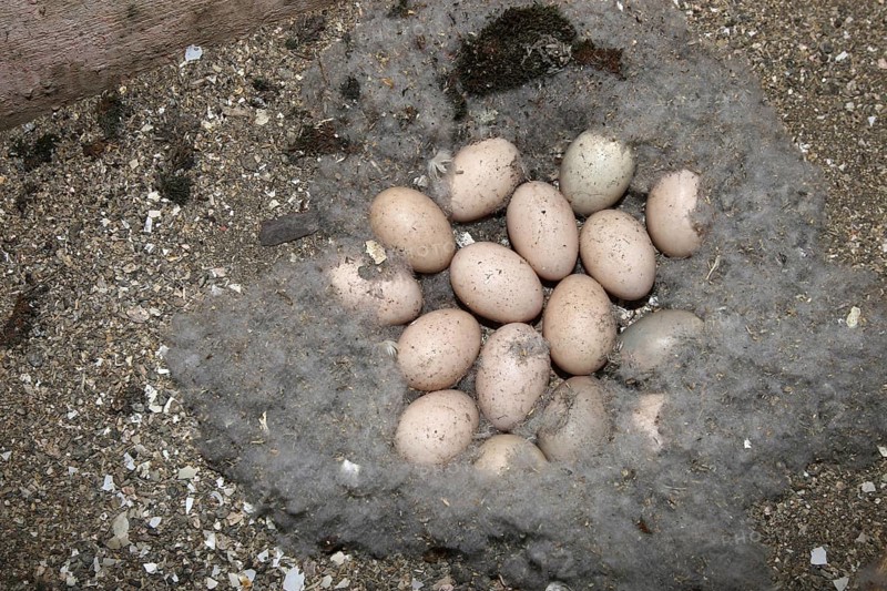 Goosander (Mergus merganser) Nest and clutch of 16 eggs in a nesting box in a field barn, Allgäu, Bavaria, Germany, Allgäu, Bavaria, Germany