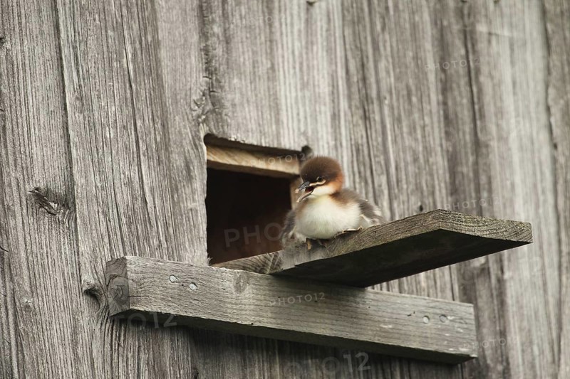 Goosander (Mergus merganser) one day old young bird at the breeding den in a field barn, a few seconds in front of jumping into the deep, Allgäu, Bavaria, Germany, Allgäu, Bavaria, Germany