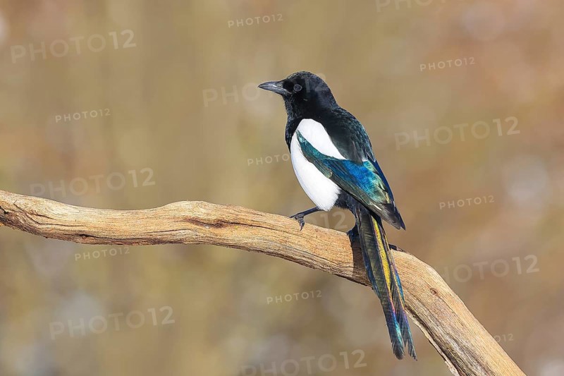 Magpie, (Pica pica) sitting on a branch with contrasting blue, black and white feathers, wildlife, corvid, nature photography, Siegerland, North Rhine-Westphalia, Germany