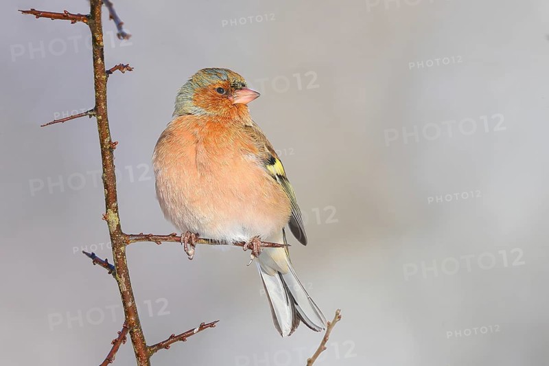 Chaffinch (Fringilla coelebs), male in winter dress, sitting on a branch overgrown with sharp thorns, wildlife, winter, feeding place, finch, finch, migratory bird, snow, light background, Siegerland, North Rhine-Westphalia, Germany