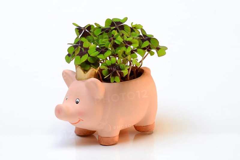 Ceramic lucky pig with shamrock plant
