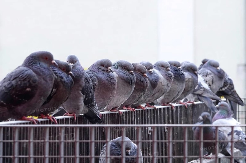 Pigeons in a city, winter, Germany