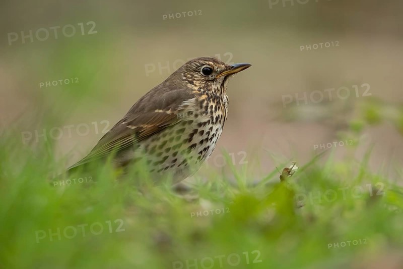 Song thrush (Turdus philomelos) adult garden bird on a grass lawn in spring, England, United Kingdom