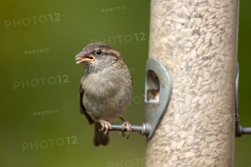 House sparrow (Passer domesticus) adult female garden bird feeding on sunflower seed hearts from a bird feeder, England, United Kingdom
