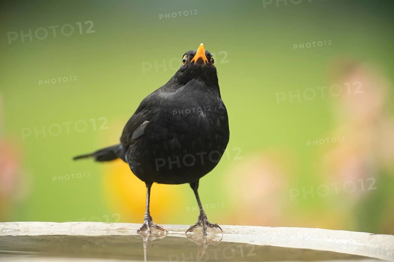 Eurasian blackbird (Turdus merula) adult male garden bird on a bird bath in summer, England, United Kingdom