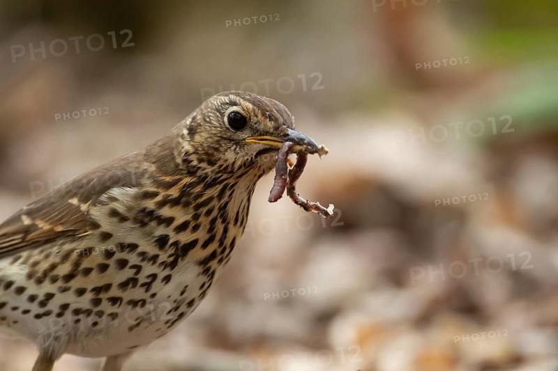Song thrush (Turdus philomelos) adult garden bird with a worm for food in its beak in spring, England, United Kingdom