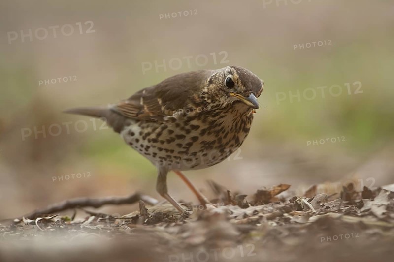 Song thrush (Turdus philomelos) adult garden bird in a woodland in spring, England, United Kingdom