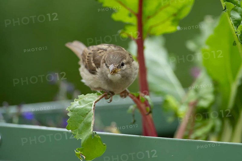 House sparrow (Passer domesticus) adult garden bird eating Swiss chard plant leaves in a vegetable raised bed in summer, England, United Kingdom