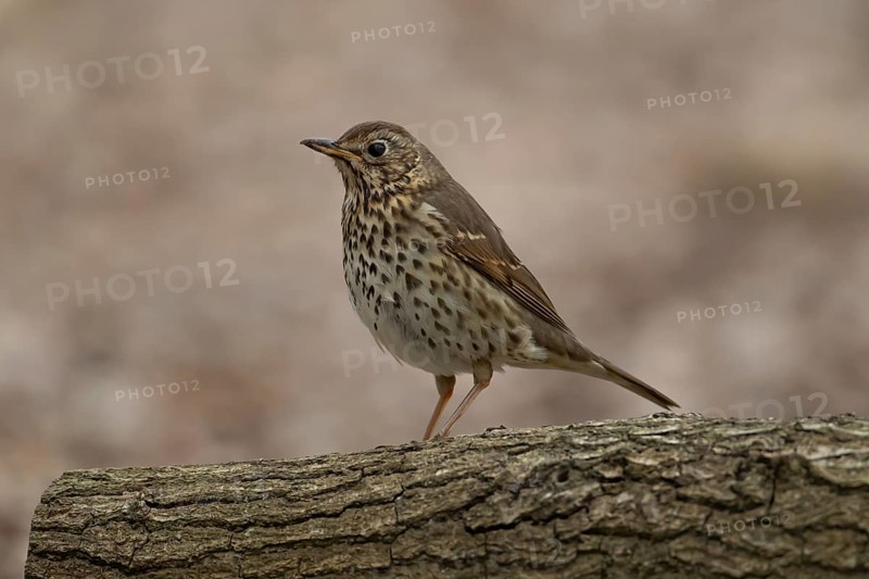 Song thrush (Turdus philomelos) adult garden bird on a tree log, England, United Kingdom