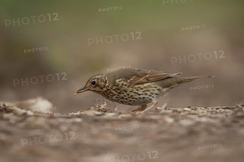 Song thrush (Turdus philomelos) adult garden bird collecting grubs for food in a woodland in spring, England, United Kingdom