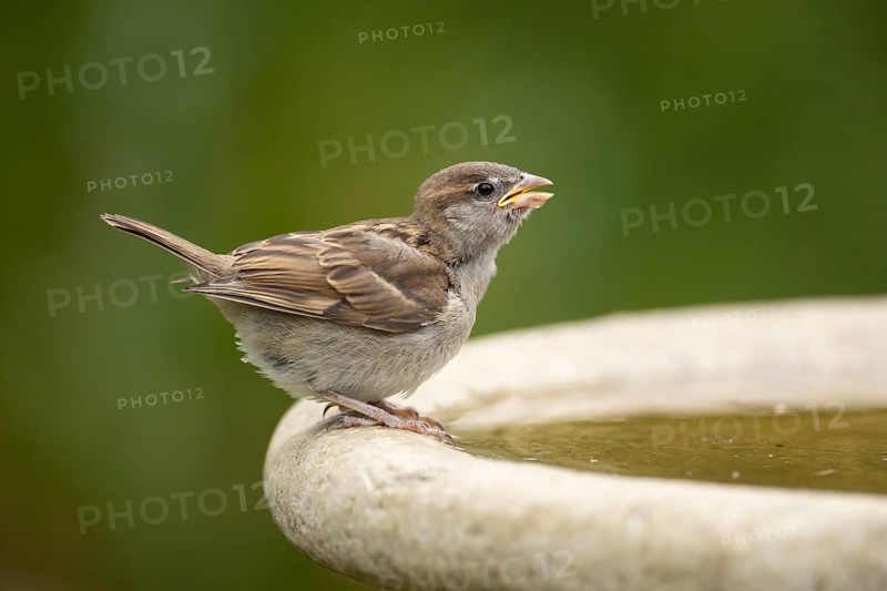 House sparrow (Passer domesticus) adult garden bird drinking water from a bird bath in summer, England, United Kingdom