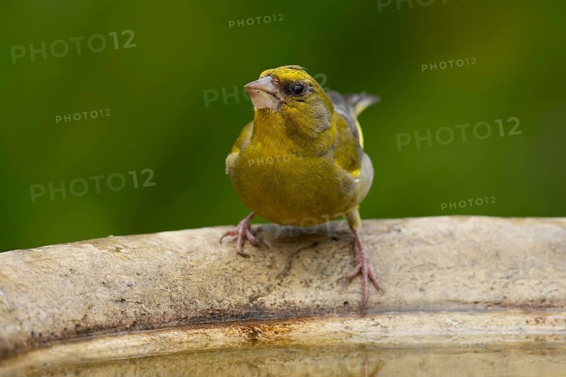 Eurasian greenfinch (Chloris chloris) adult male garden bird on a bird bath in summer, England, United Kingdom