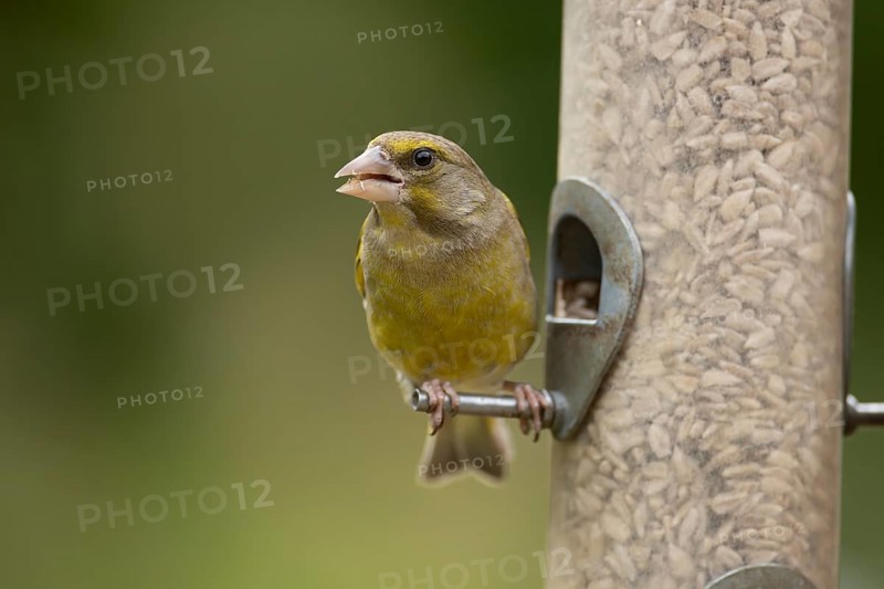 Eurasian greenfinch (Chloris chloris) adult female garden bird feeding on sunflower seed hearts from a bird feeder, England, United Kingdom