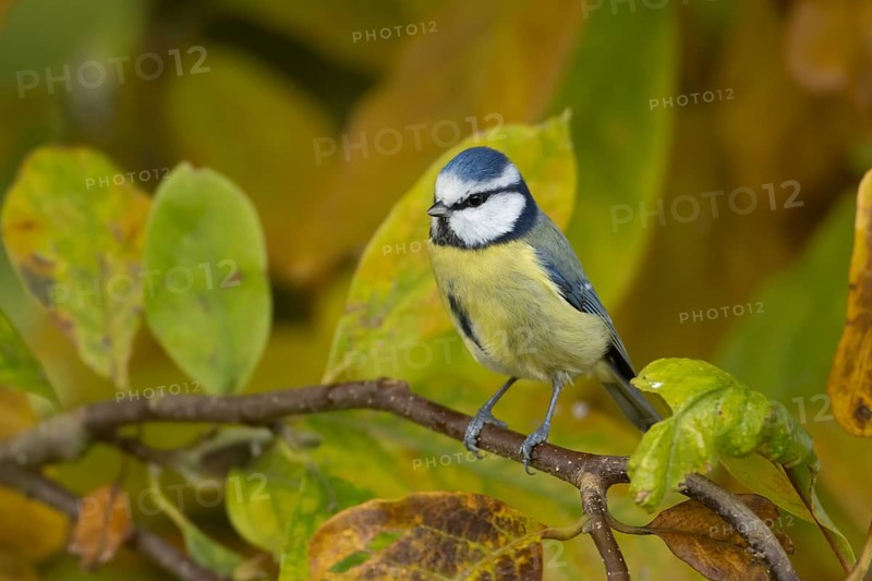 Blue tit (Cyanistes caeruleus) adult garden bird on a Magnolia tree branch amongst autumn colour leaves, England, United Kingdom