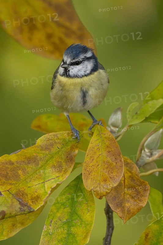 Blue tit (Cyanistes caeruleus) adult garden bird on a Magnolia tree branch amongst autumn colour leaves, England, United Kingdom