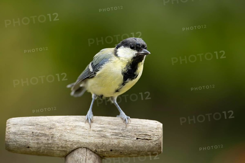 Great tit (Parus major) adult garden bird on a fork handle, England, United Kingdom