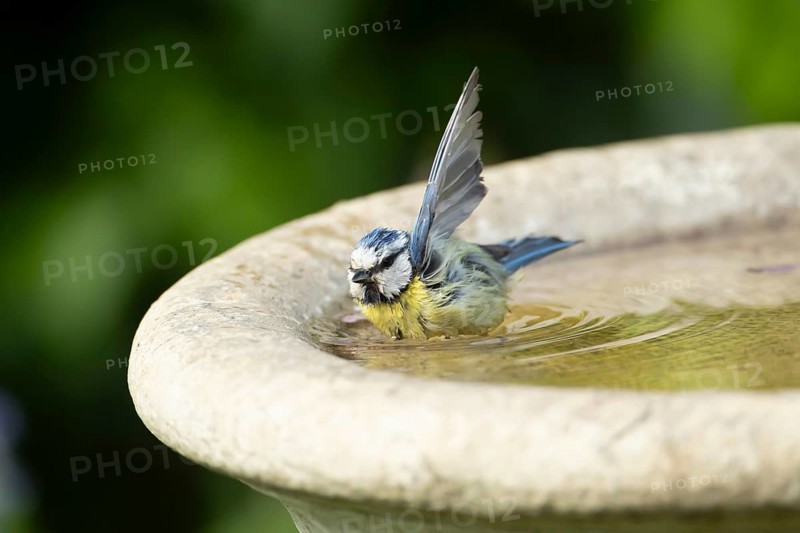 Blue tit (Cyanistes caeruleus) adult garden bird bathing in a bird bath in summer, England, United Kingdom