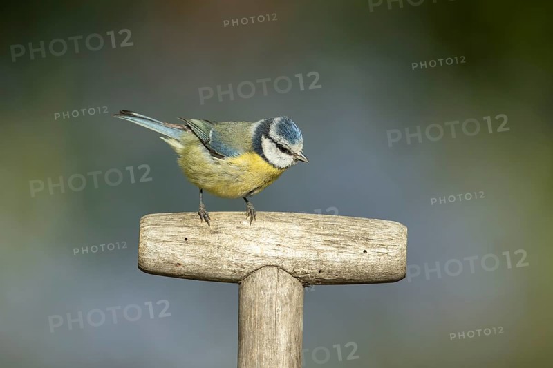 Blue tit (Cyanistes caeruleus) adult garden bird on a fork handle in spring, England, United Kingdom