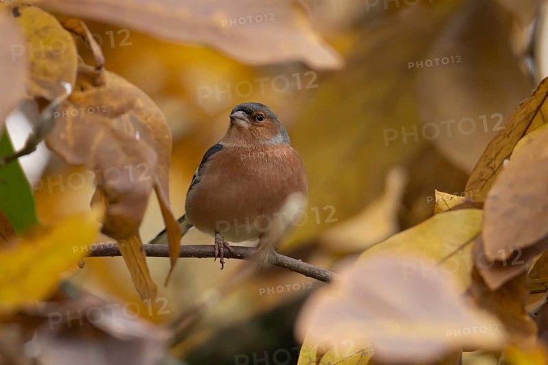 Eurasian chaffinch (Fringilla coelebs) adult male garden bird in a Magnolia tree with autumn colour leaves, England, United Kingdom