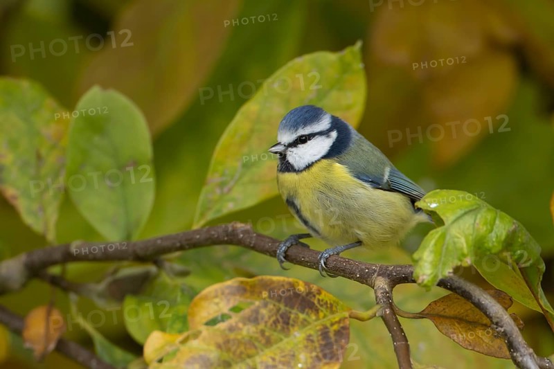 Blue tit (Cyanistes caeruleus) adult garden bird in a Magnolia tree with autumn colour leaves, England, United Kingdom