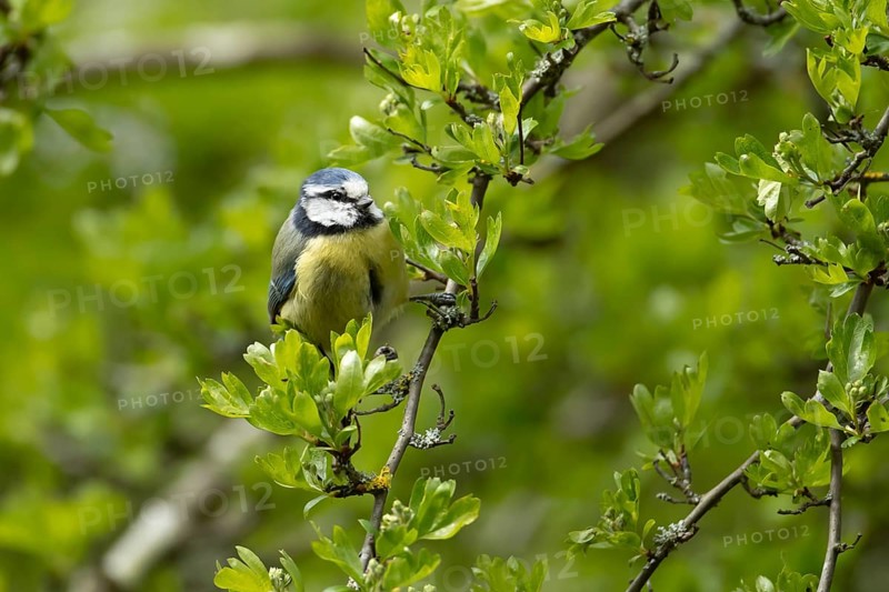 Blue tit (Cyanistes caeruleus) adult garden bird in a hedgerow in spring, England, United Kingdom