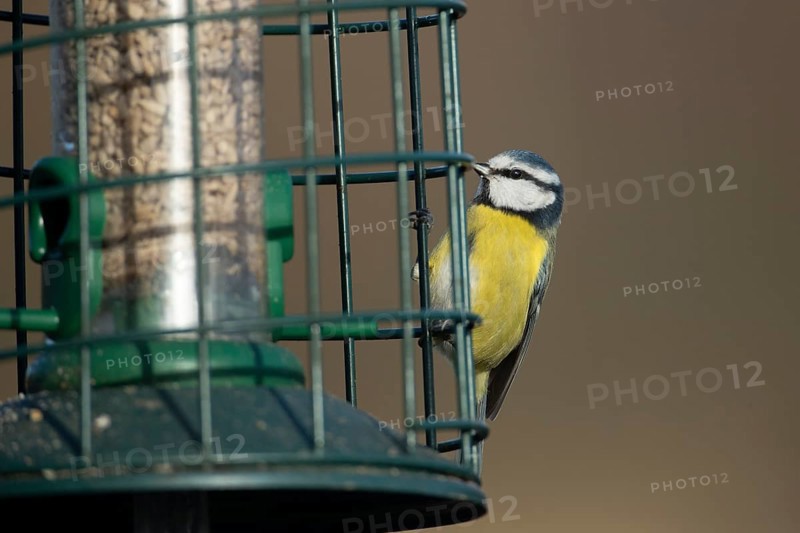 Blue tit (Cyanistes caeruleus) adult garden bird on a bird seed feeder, England, United Kingdom