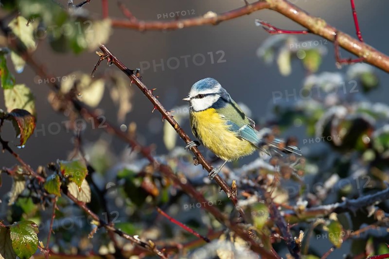 Blue tit (Cyanistes caeruleus) adult garden bird in a hedgerow in winter, England, United Kingdom