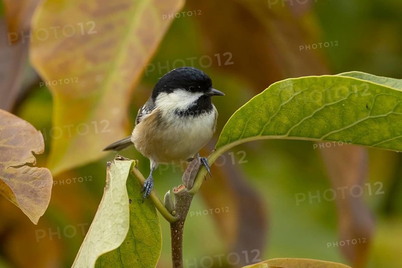Coal tit (Periparus ater) adult garden bird in a Magnolia tree with autumn colour leaves, England, United Kingdom