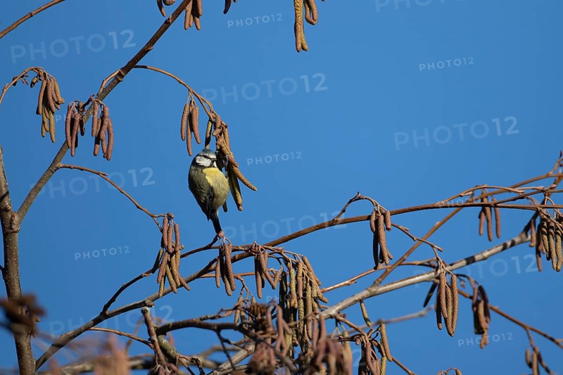 Blue tit (Cyanistes caeruleus) adult garden bird feeding on Alder tree catkins in winter, England, United Kingdom