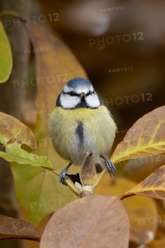 Blue tit (Cyanistes caeruleus) adult garden bird in a Magnolia tree with autumn colour leaves, England, United Kingdom
