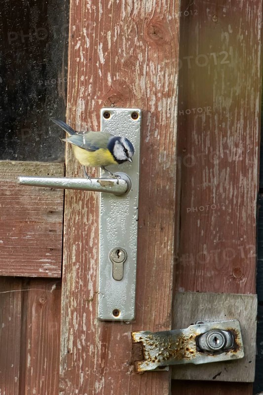 Blue tit (Cyanistes caeruleus) adult garden bird on a shed door handle, England, United Kingdom