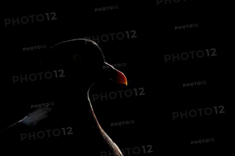 Wood pigeon (Columba palumbus) adult garden bird head portrait rim lit in summer, England, United Kingdom