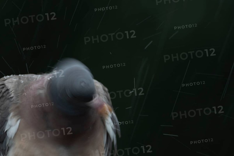 Wood pigeon (Columba palumbus) adult garden bird shaking its head in a rain storm in summer, England, United Kingdom