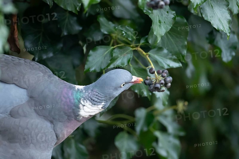 Wood pigeon (Columba palumbus) adult garden bird eating Ivy tree berries in winter, England, United Kingdom