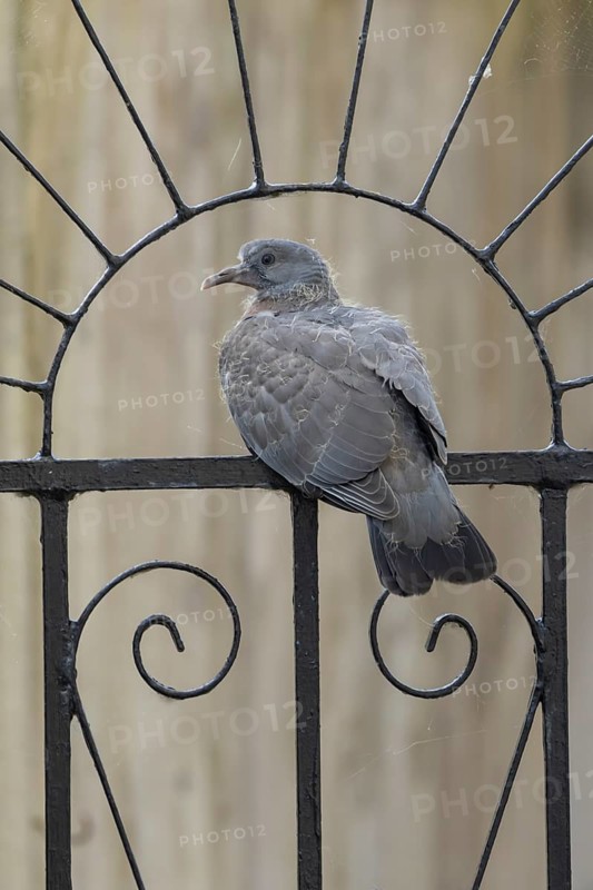 Wood pigeon (Columba palumbus) adult garden bird on a metal gate in summer, England, United Kingdom