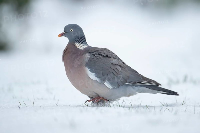 Wood pigeon (Columba palumbus) adult garden bird on snow in winter, England, United Kingdom