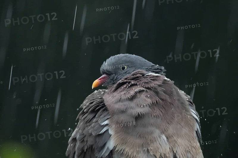 Wood pigeon (Columba palumbus) adult garden bird in a rain storm in summer, England, United Kingdom