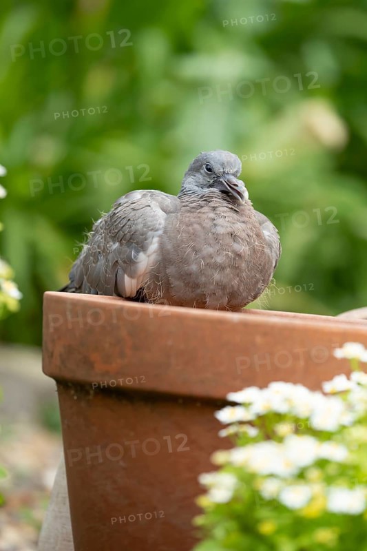 Wood pigeon (Columba palumbus) juvenile squab garden bird sitting on a plant pot in summer, England, United Kingdom