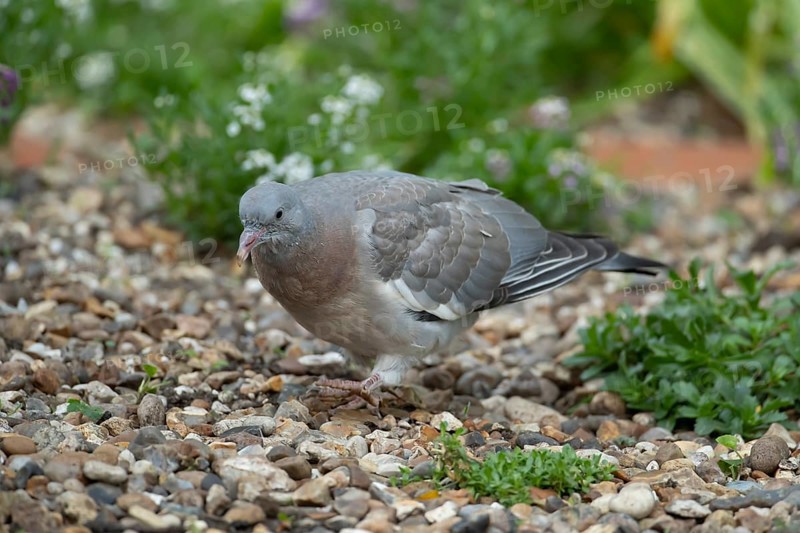 Wood pigeon (Columba palumbus) juvenile squab garden bird on a shingle area in summer, England, United Kingdom