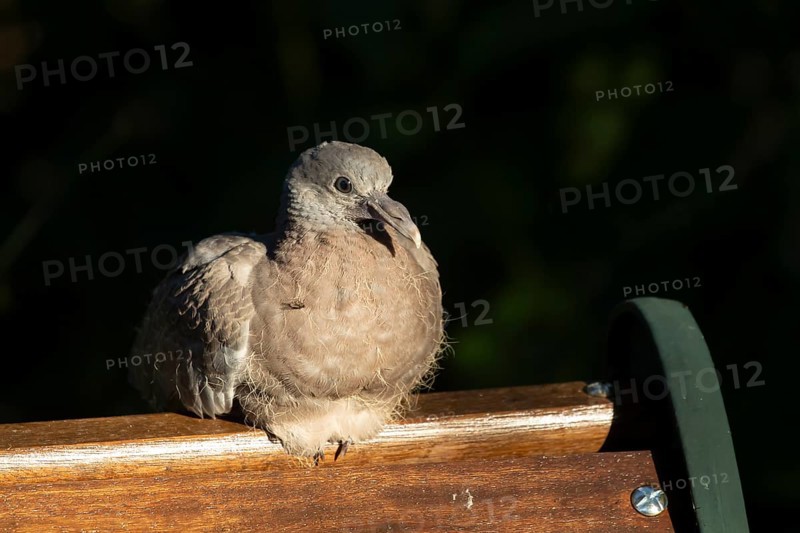 Wood pigeon (Columba palumbus) juvenile squab garden bird sitting on a wooden bench in summer, England, United Kingdom