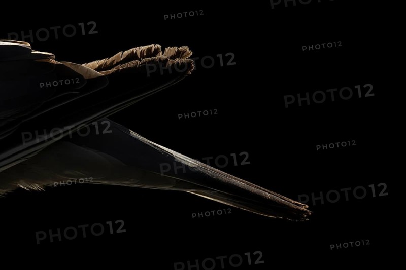 Wood pigeon (Columba palumbus) adult garden bird back and tail rim lit in summer, England, United Kingdom