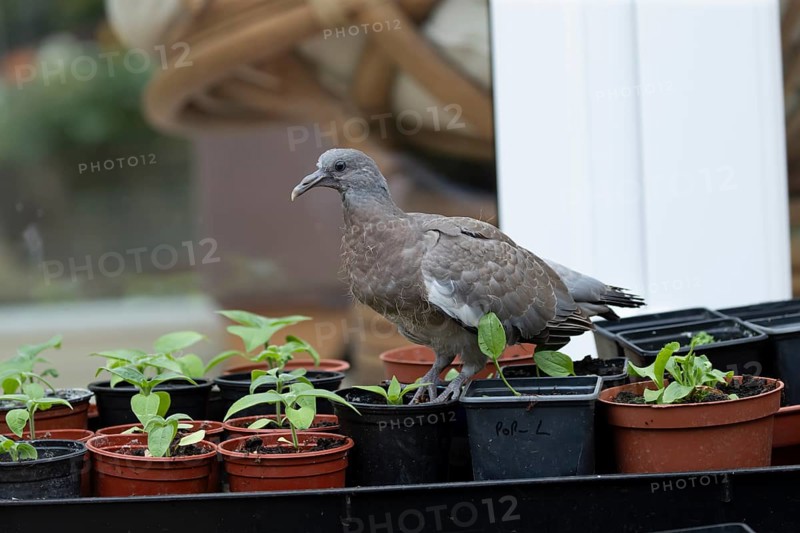 Wood pigeon (Columba palumbus) juvenile squab garden bird walking on a plant pots in summer, England, United Kingdom
