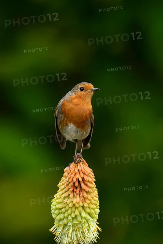 European robin (Erithacus rubecula) adult garden bird on a Red hot poker flower in summer, England, United Kingdom