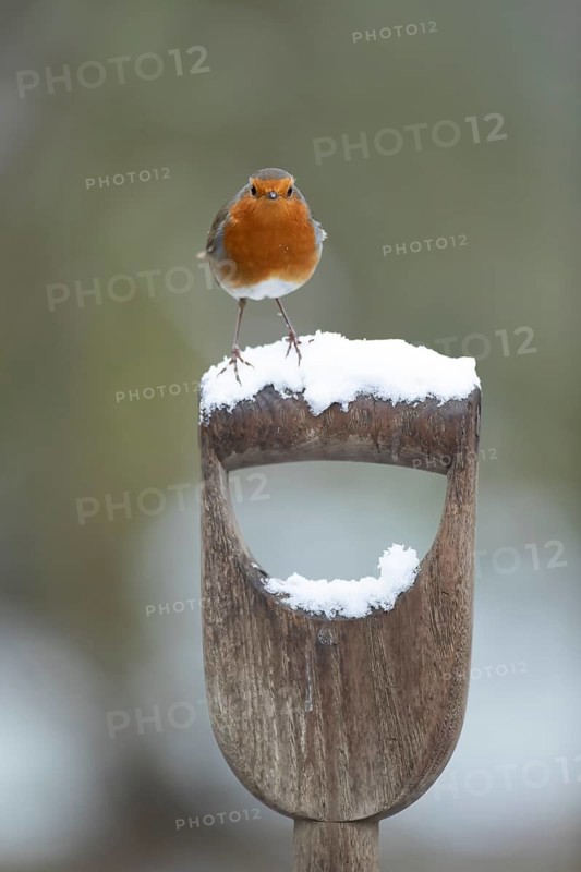 European robin (Erithacus rubecula) adult garden bird on snow covered fork handle in winter, England, United Kingdom