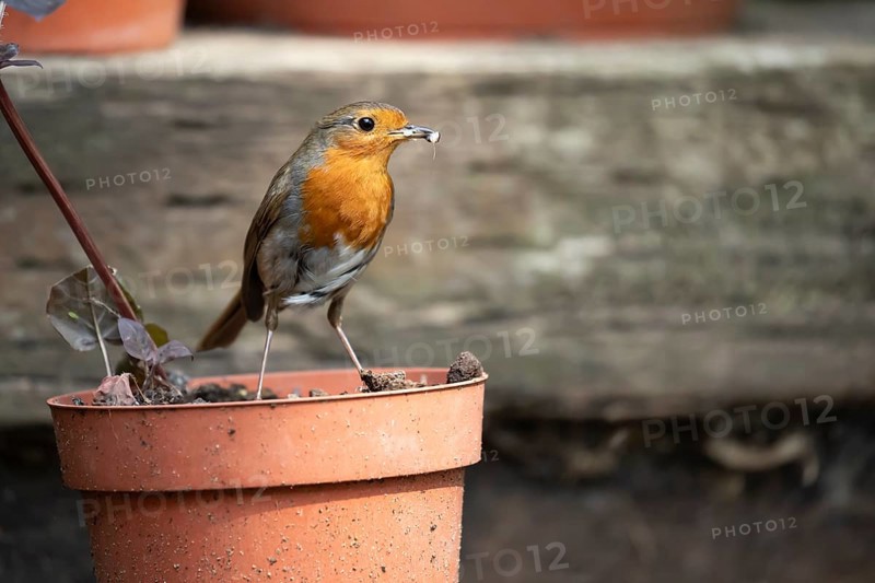 European robin (Erithacus rubecula) adult garden bird with bugs for food in its beak on flower pot in summer, England, United Kingdom